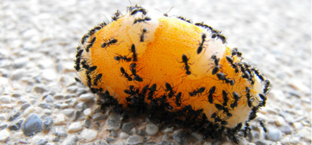 Prevent Pavement Ants With These Simple Tips