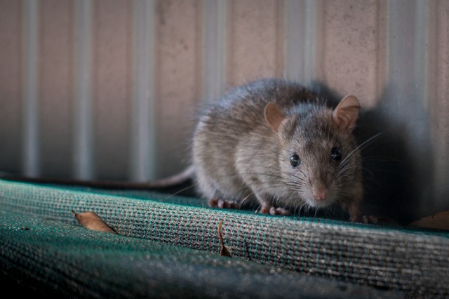 Mice Vs. Rats: How To Spot The Difference