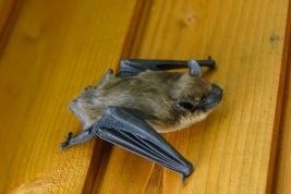 Bat Exclusion Guidelines For Your Home Or Business | JP Pest Services