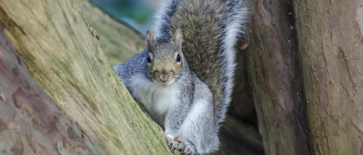 How to Get Rid of Squirrels - Squirrel Removal - Havahart®