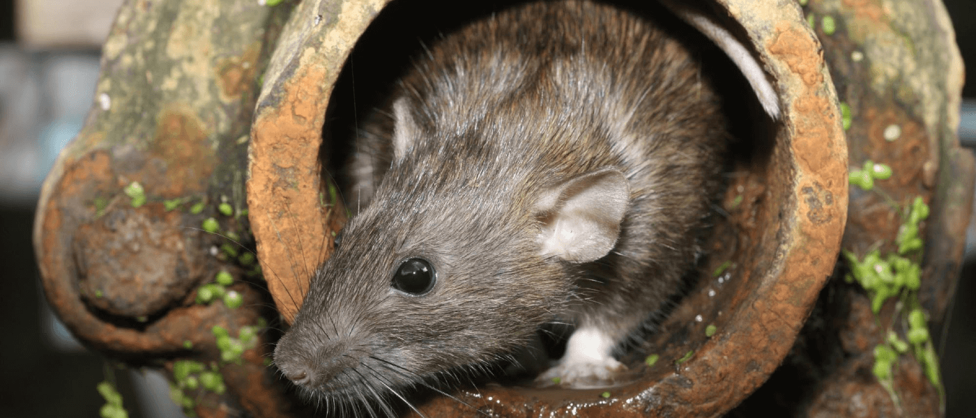 Are Urban Rats the Same as Rural Rats? | JP Pest Services