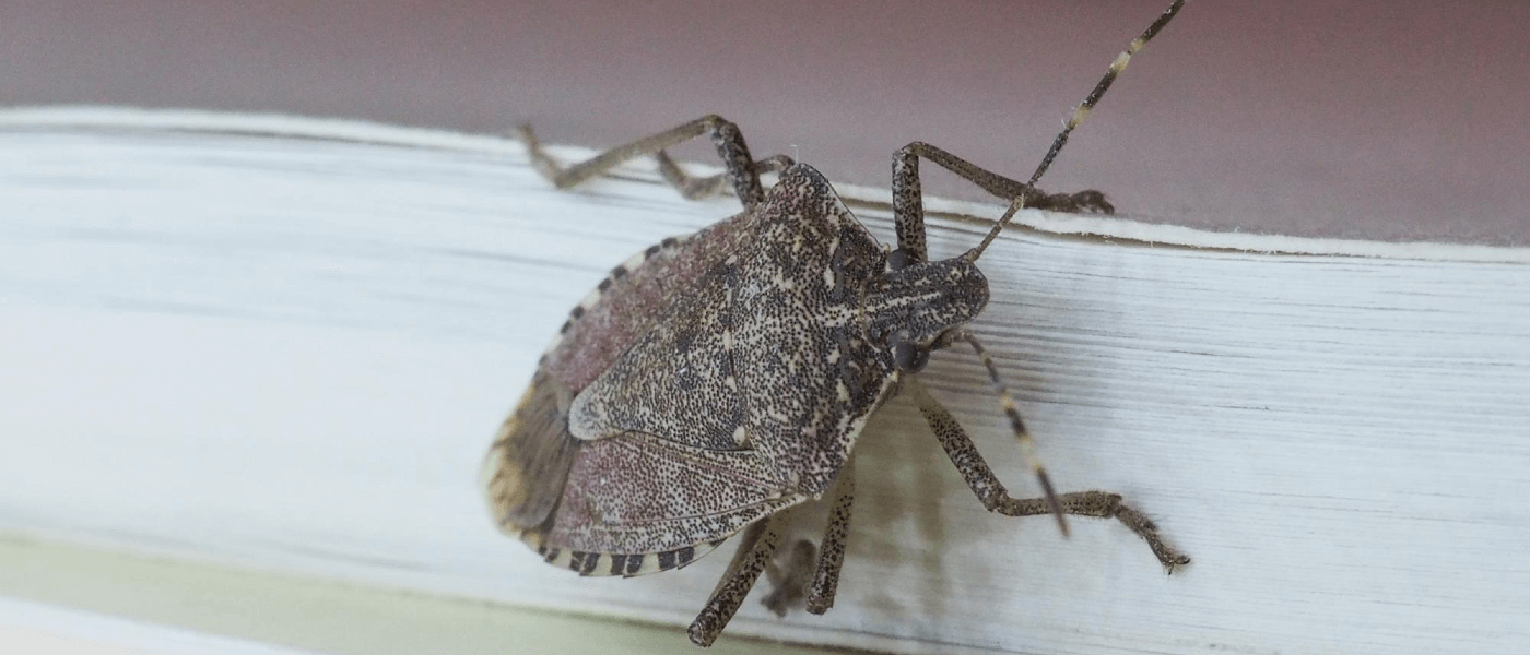 Why Stink Bugs Invade Every Year (And What You Can Do About It) | JP ...