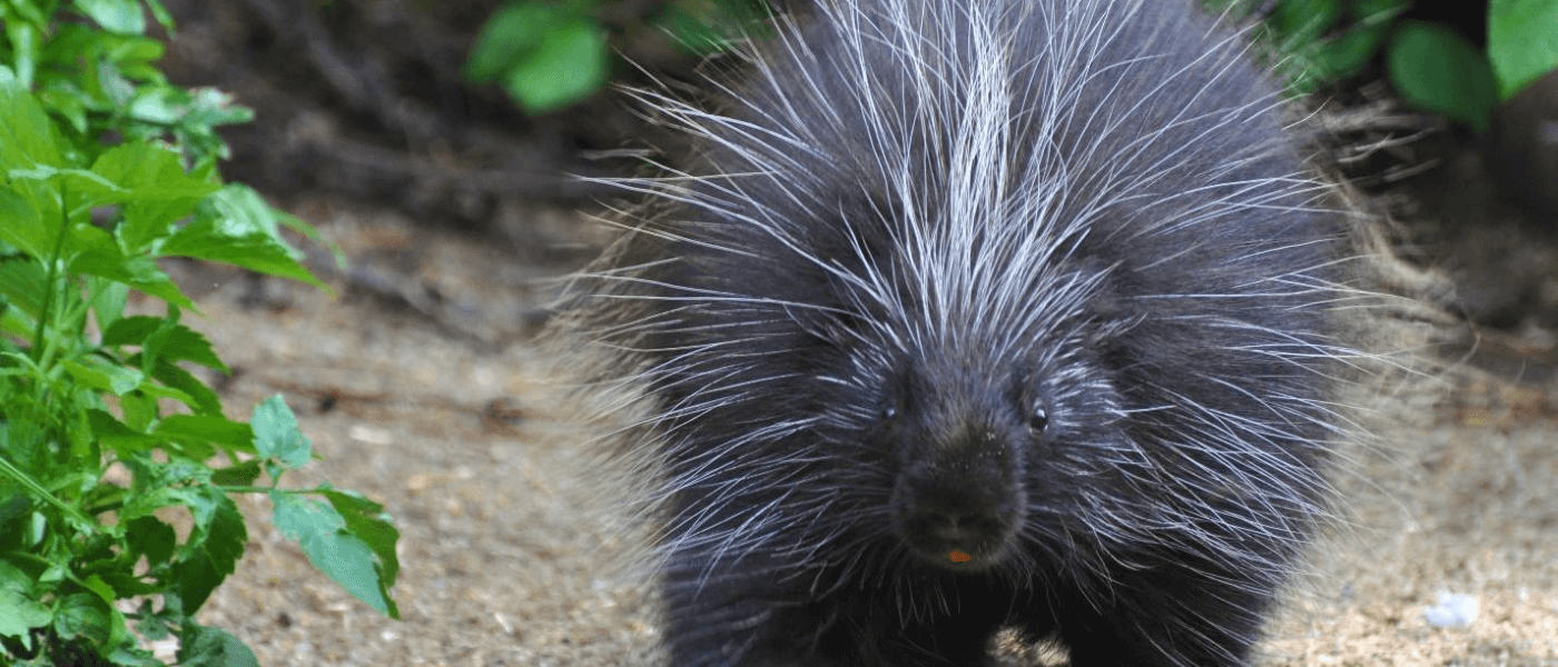 A porcupine walking on a trail on a summer day.