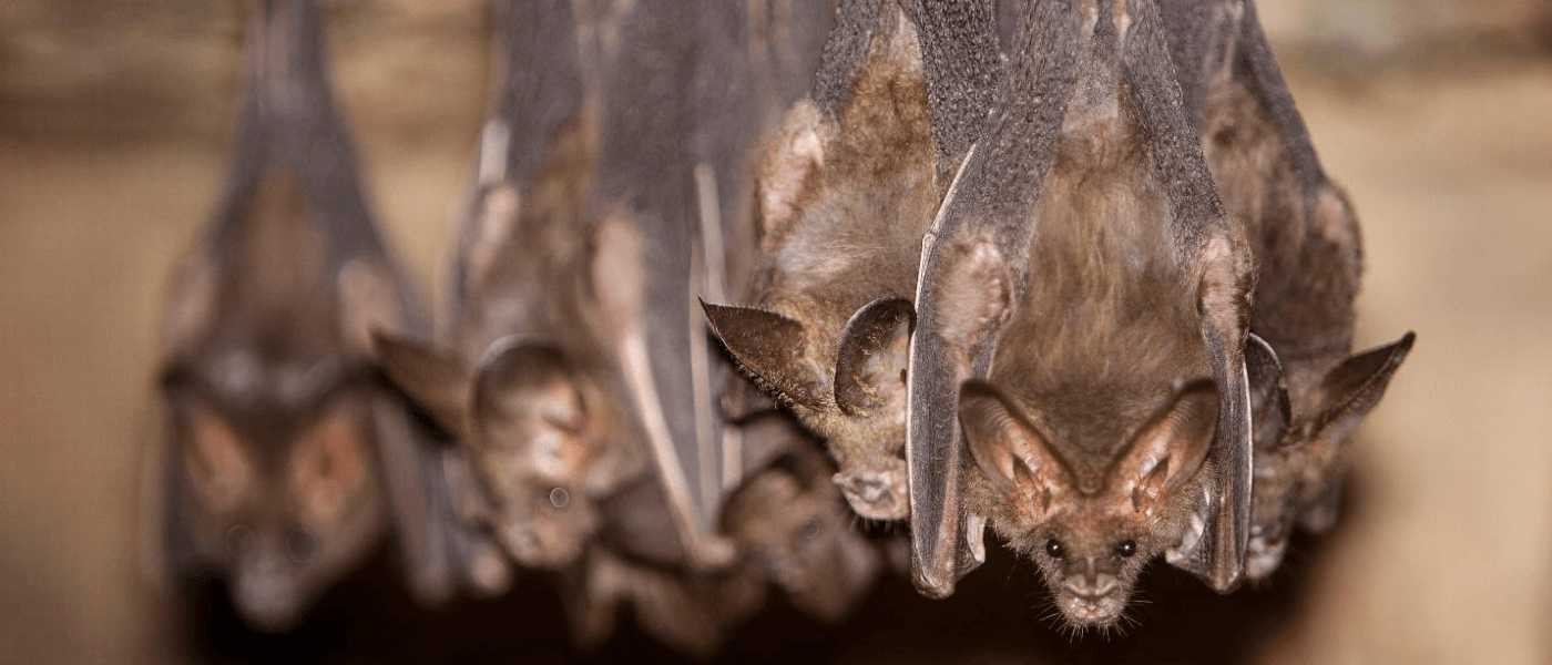 Bats For Mosquito Control