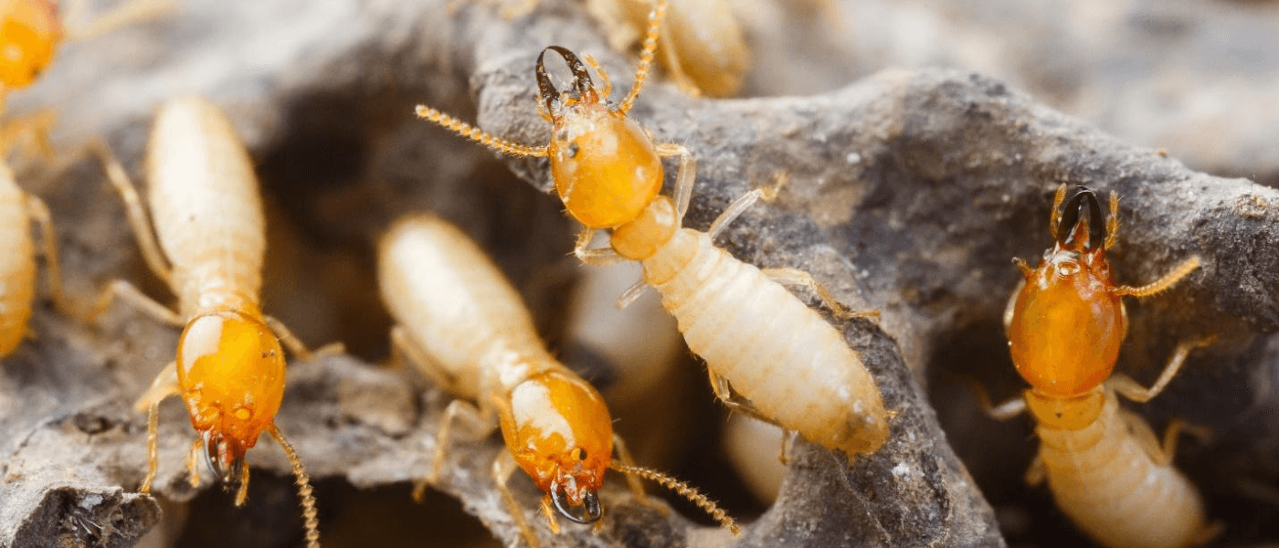 How to Recognize Old vs New Termite Damage | JP Pest Services