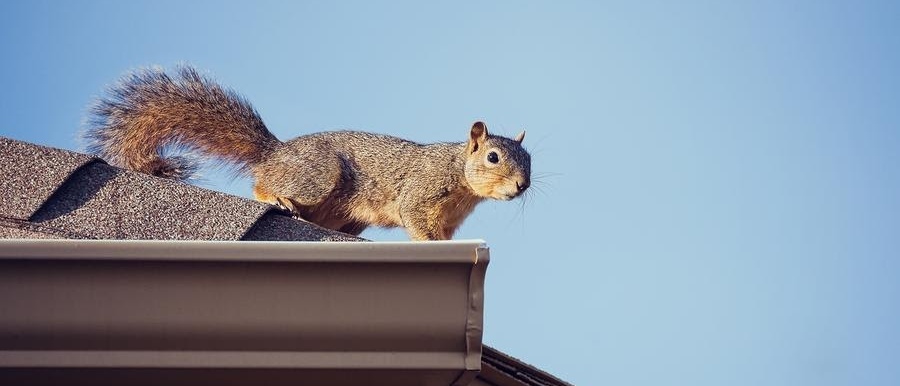 A squirrel perched on top of a roof
