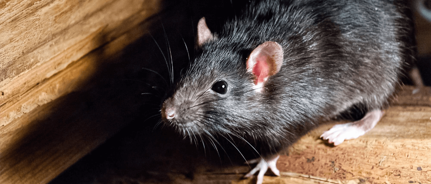https://www.jppestservices.com/sites/default/files/blog/2021/Why%20Rats%20Create%20a%20Much%20Bigger%20Problem%20Than%20Mice%20%281%29.png