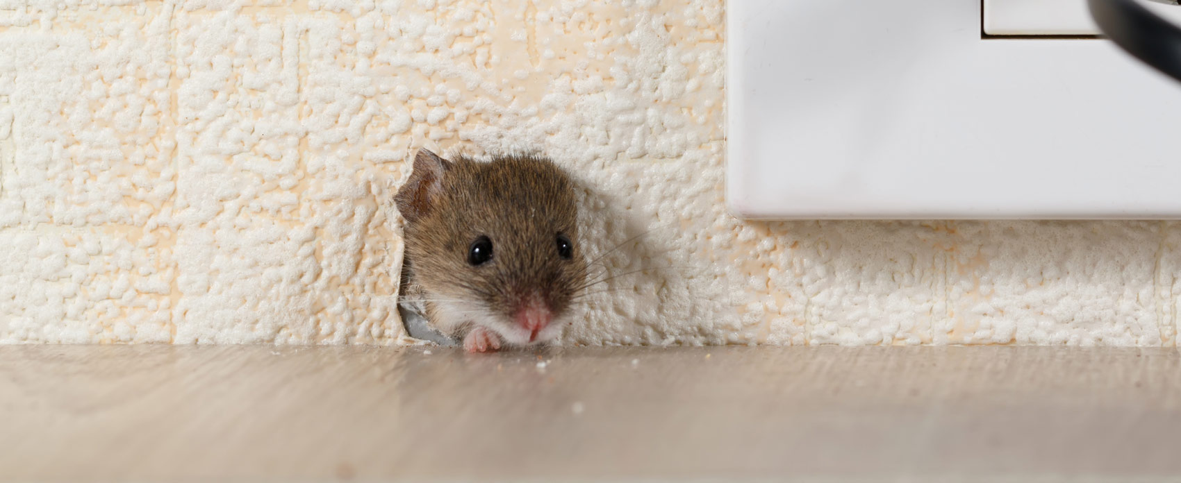 mouse through hole in wall