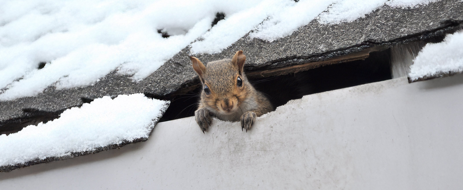 rodent in roof in winter