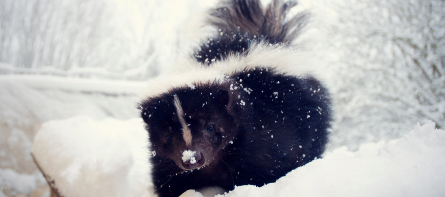 skunk in winter