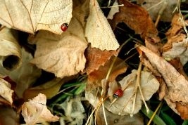 keep fall pests out of your home