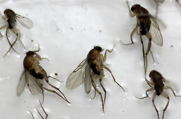 How to ID Fruit Flies, Drain Flies and Fungus Gnats