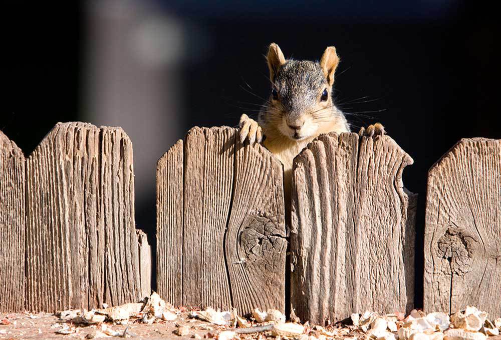 Squirrel Removal  Wildlife Control Experts in New York & Vermont