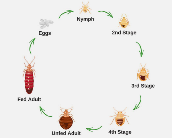 jp-bedbug-life-cycle.jpg