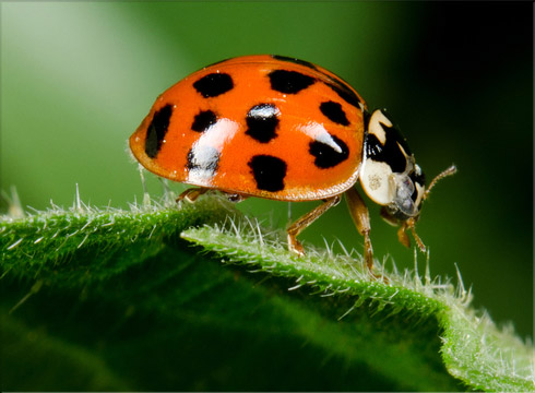 Asian Lady Beetles, Pest Library