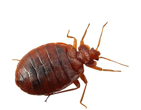 Commercial Bed Bug Control