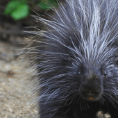 A porcupine walking on a trail on a summer day.