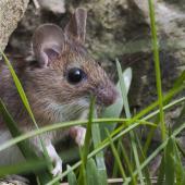 Mouse hiding outdoors amid rocks and grass
