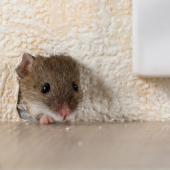 mouse through hole in wall