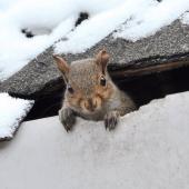 rodent in roof in winter