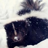 skunk in winter