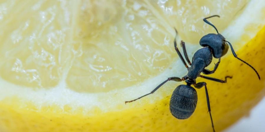 Close-up of ant on a lemon