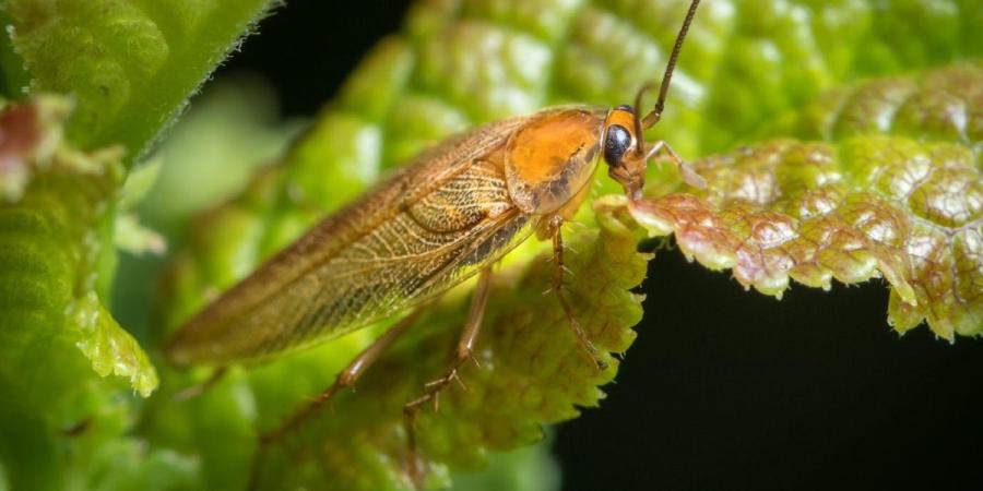 Close-up of cockroach resting on a plant