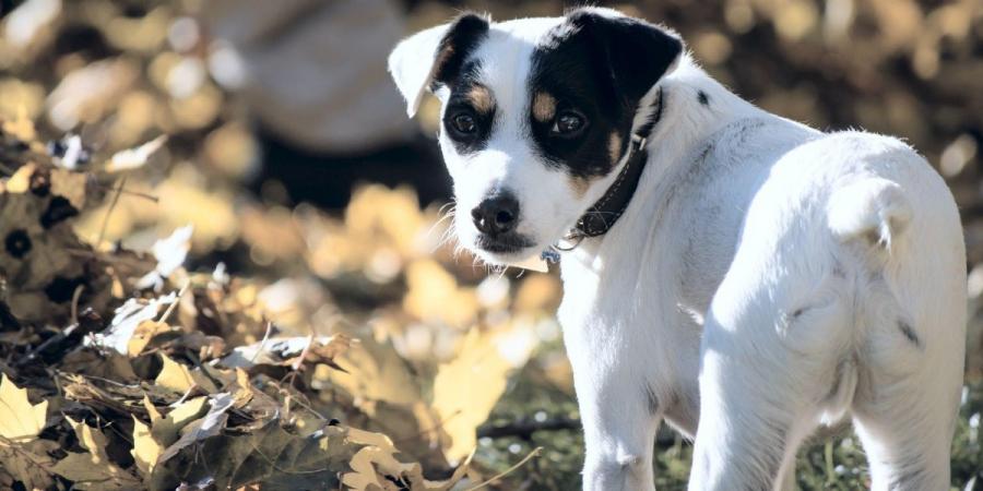 Close-up of dog walking among leaves