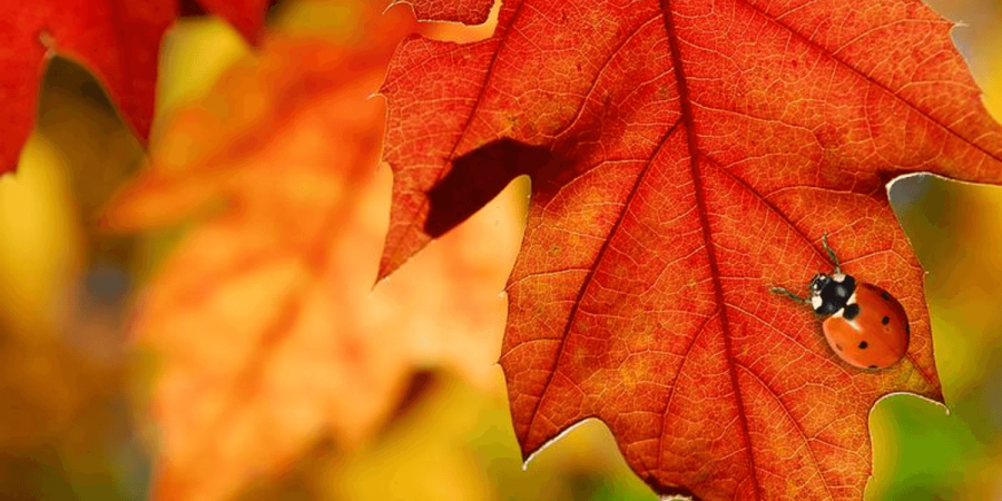 A lady beetle on a bright red autumn leaf