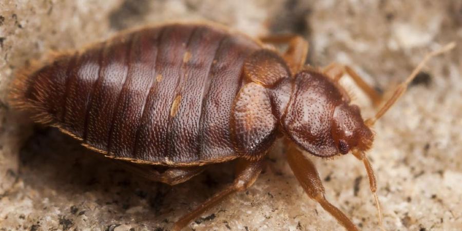 Close-up of a bat bug