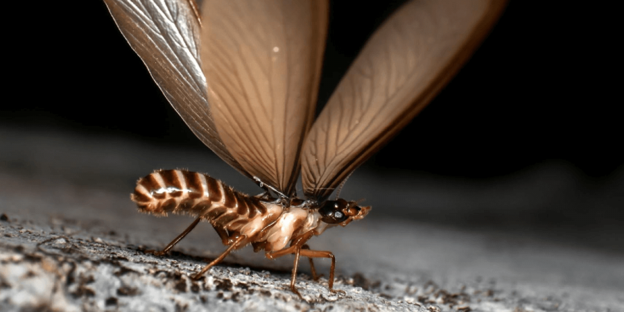 Don't Ever Ignore Wings By the Windowsill