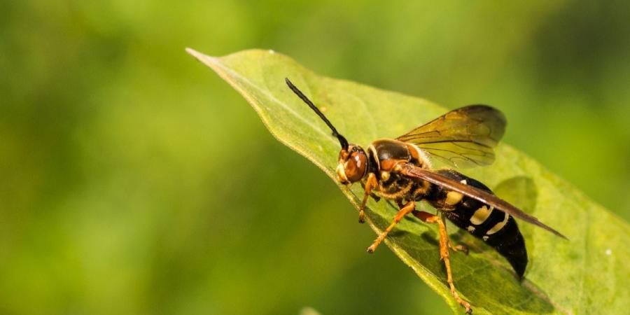 Close-up photo of a cicada killer