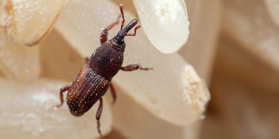 Close-up of a weevil amid a pile of rice