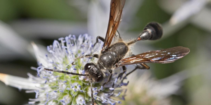 Close-up of a grass-carrying wasp