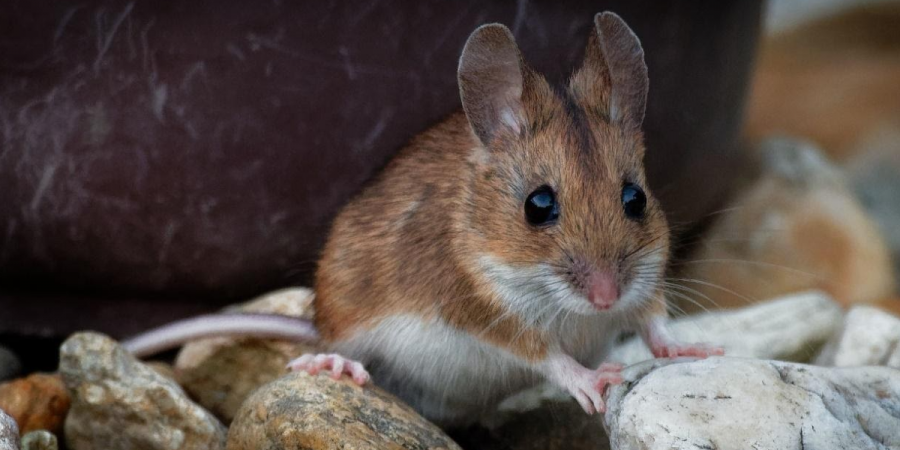 Close-up photo of a mouse