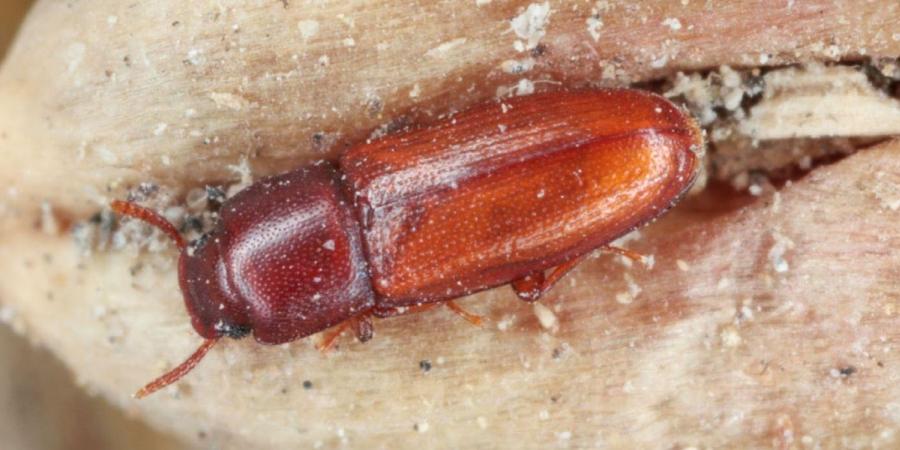 Close-up photo of a flour beetle