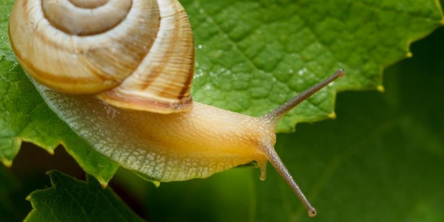 Close-up photo of a snail