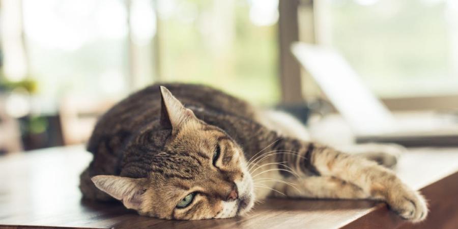 Cat laying down on the edge of a desk