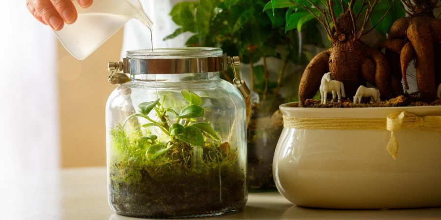 Indoor plants on a table being watered