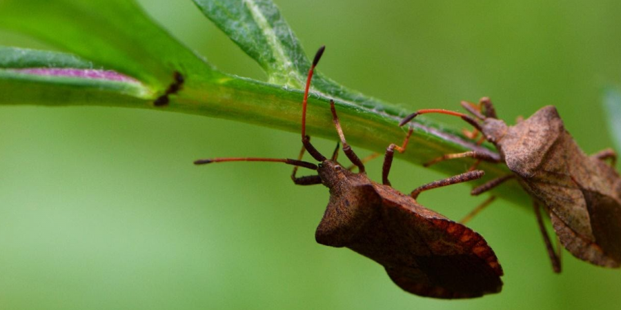 Close-up photo of two stink bugs on a plant