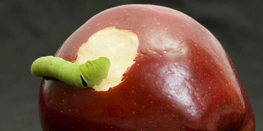 Worm crawling into a bitten red apple