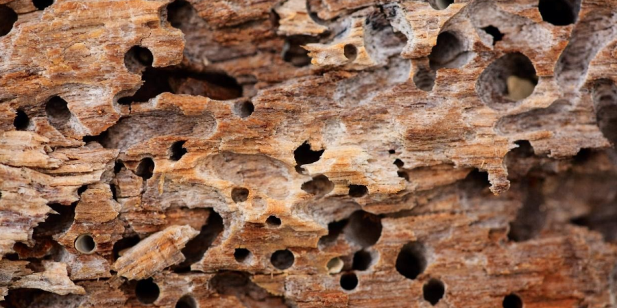 Wood damaged by termites