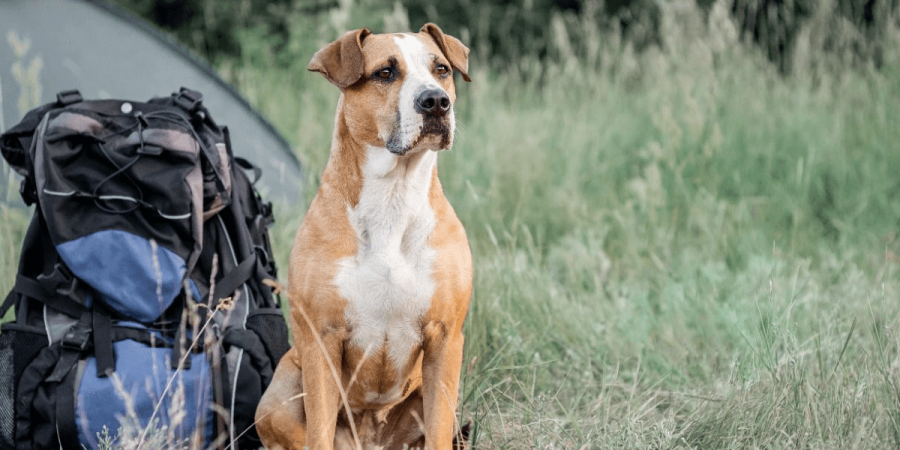 A dog ready for a hike among the tall grass.