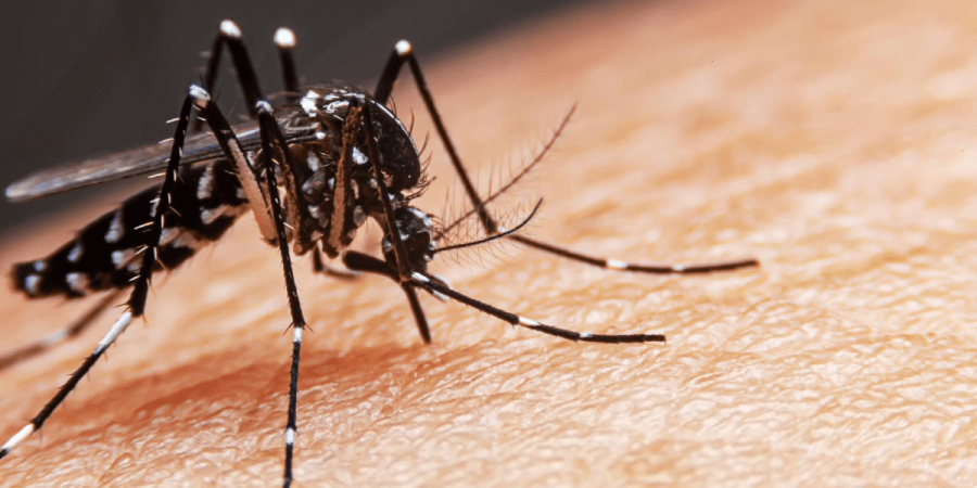 Mosquito resting on a person's arm