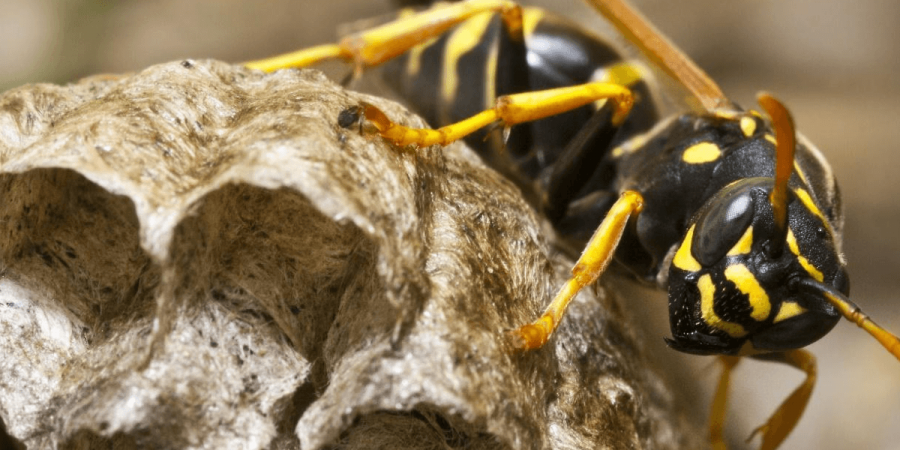 Image of a wasp on its nest.