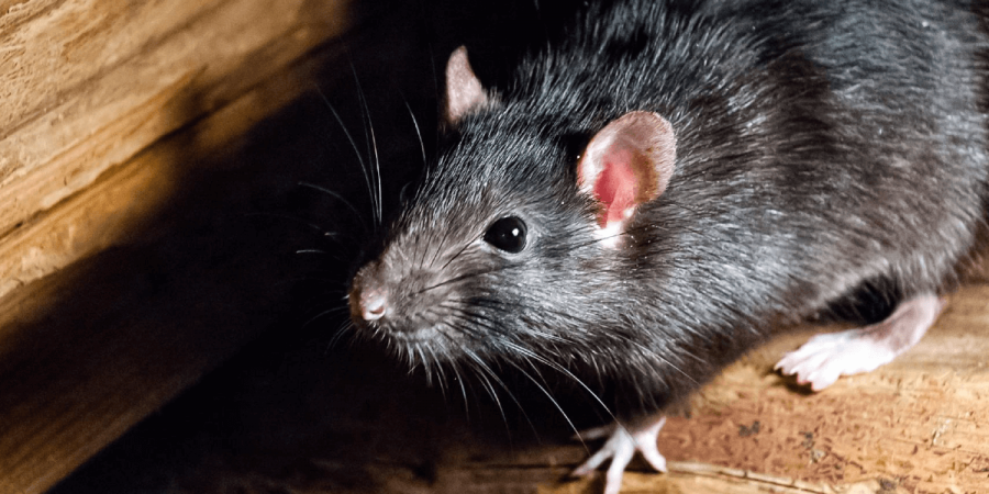 Why Rats Create a Much Bigger Problem Than Mice