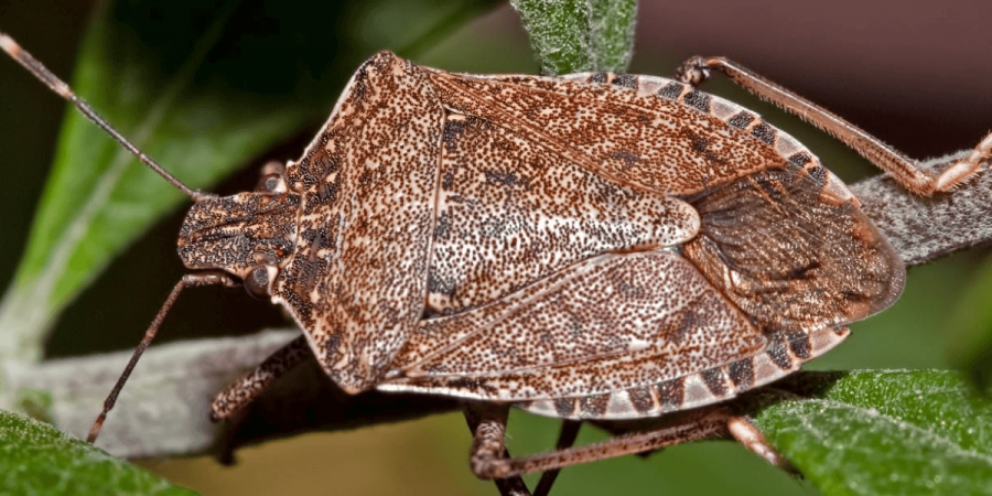 A close up image of a stink bug