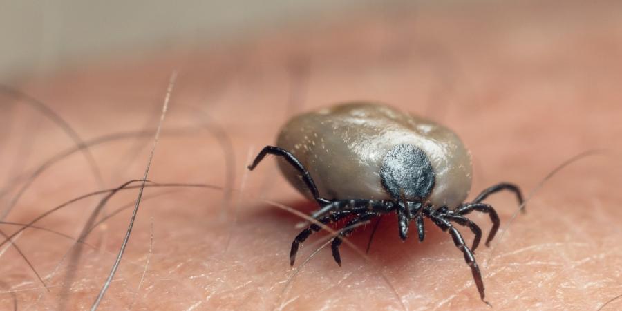 Close-up of tick on a human