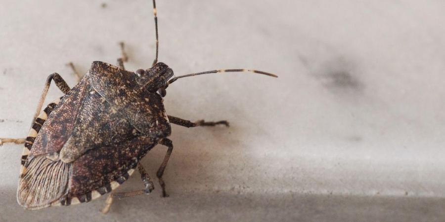 Close-up of a stink bug