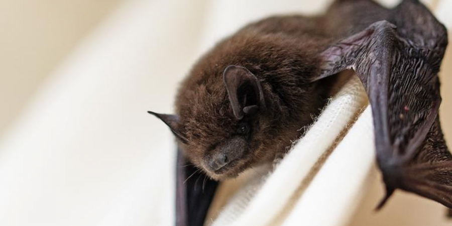 Close-up photo of a bat